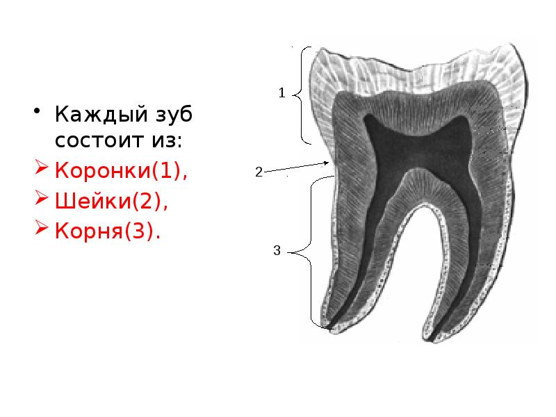 Картинка из чего состоит зуб