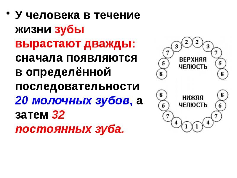 Заново выросли зубы