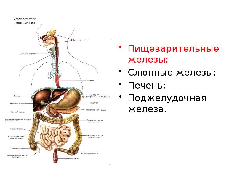 Презентация пищеварительная система физиология