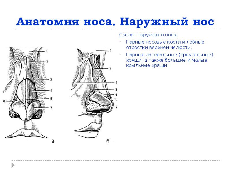 Снаружи носа