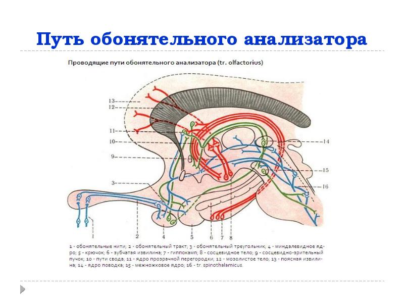 Схема анализатора обоняния