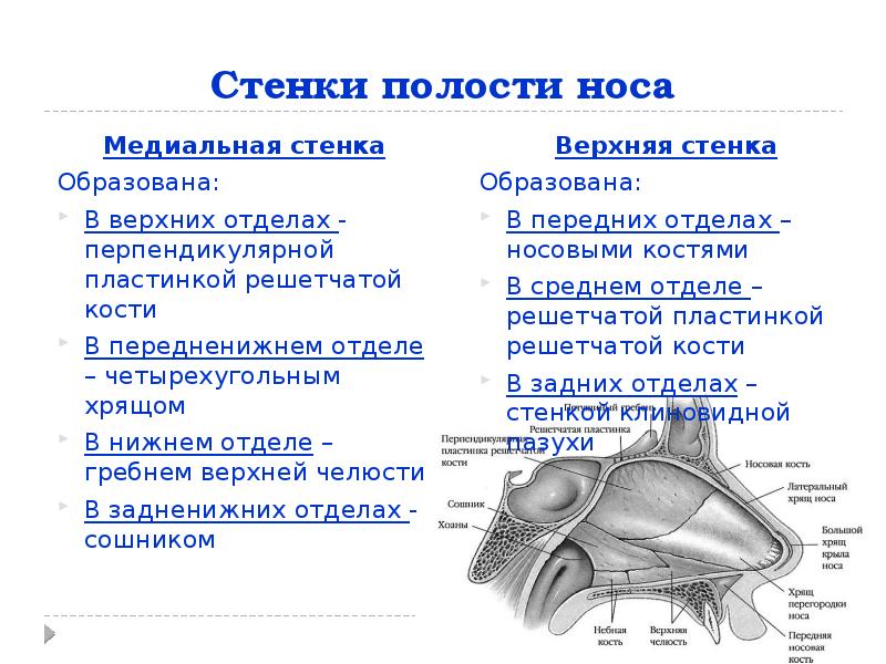 Полость носа анатомия презентация