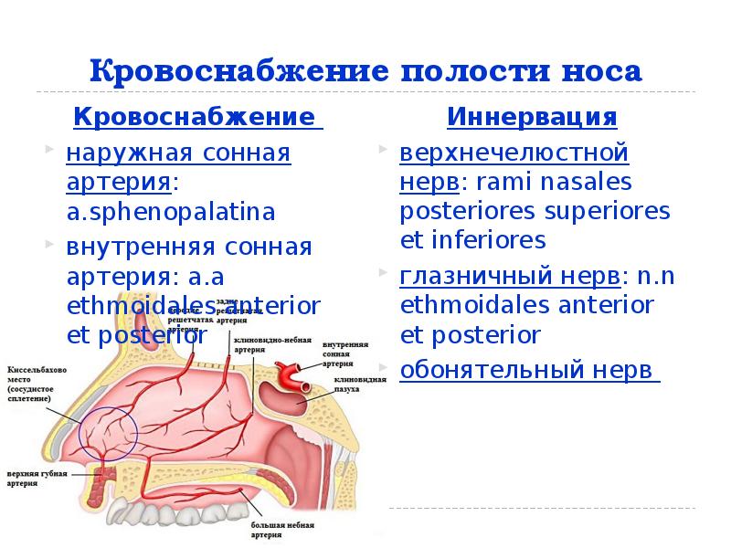 Кровоснабжение носа презентация