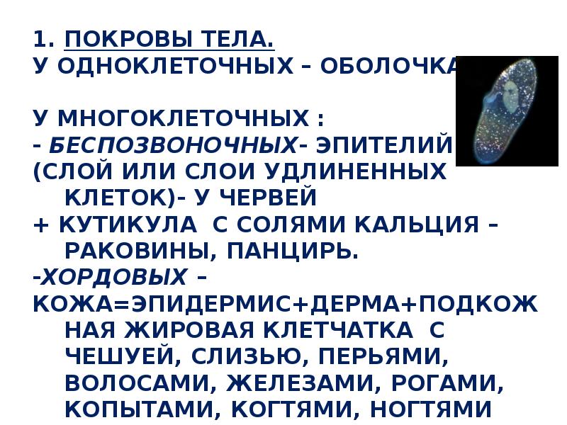 Тело защищено раковиной. Покровы беспозвоночных. Покровы тела беспозвоночных. Покровы тела одноклеточных. Покровы тела беспозвоночных животных.