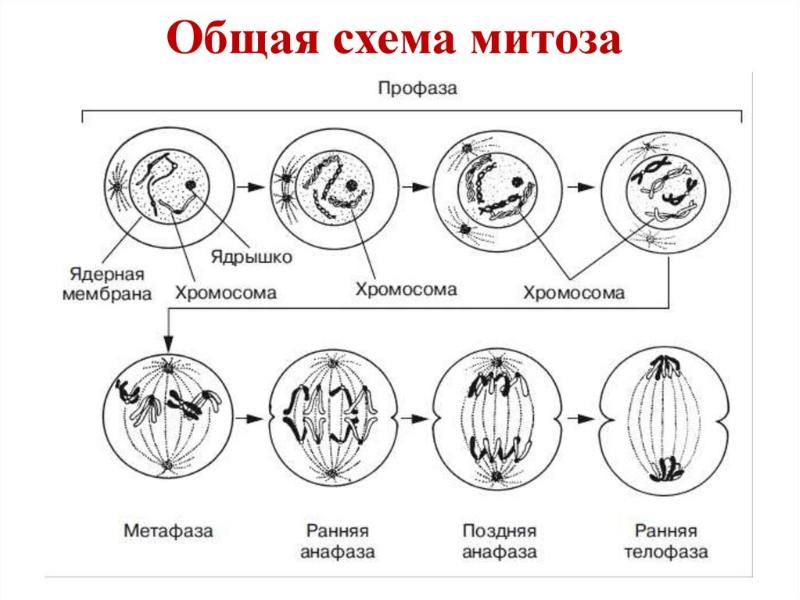 Митоз рисунок с подписями