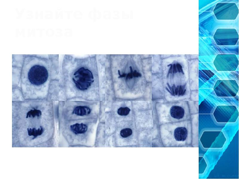 Митоз фото под микроскопом