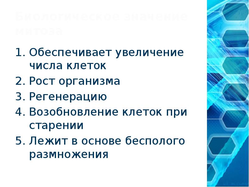 Увеличение числа клеток происходит в. Увеличение числа клеток происходит в
