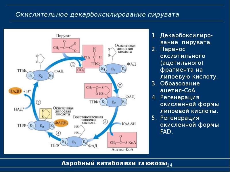 Схема катаболизма глюкозы