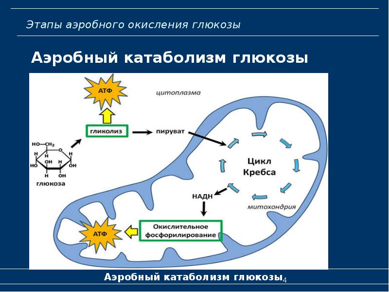 Схема клеточное дыхание с подписями егэ биология