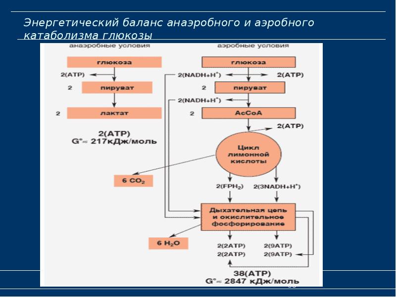 Этапы биологического окисления схема