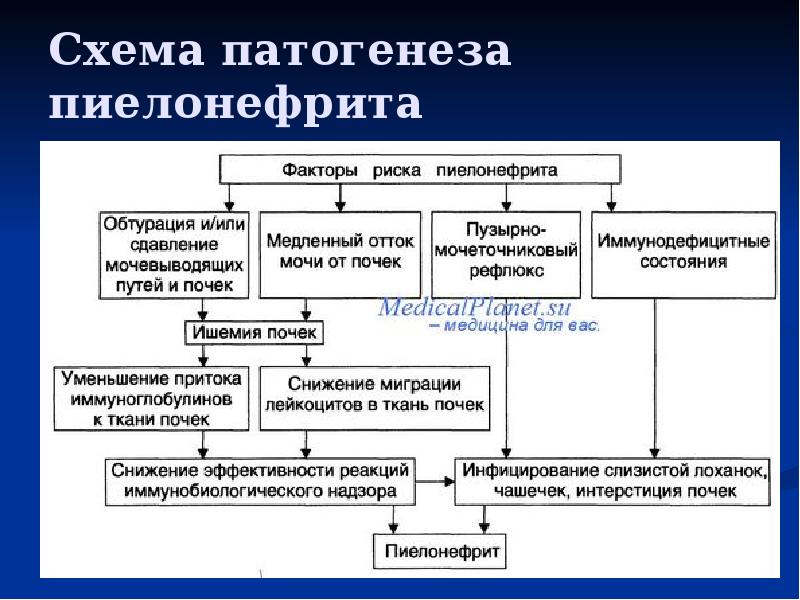 Схема патогенеза пиелонефрита