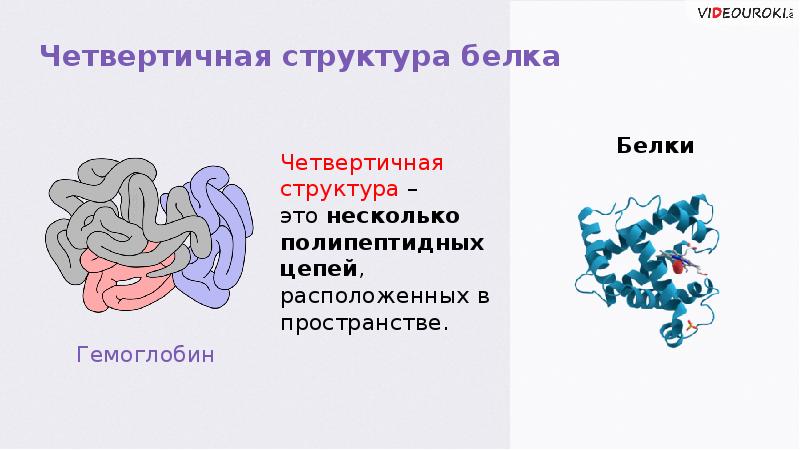 Белки презентация 9 класс