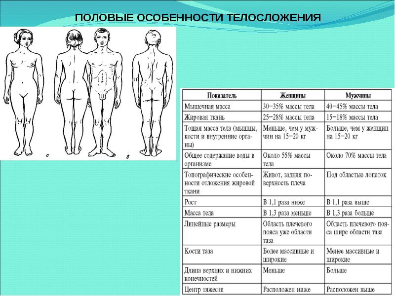 Что означает анатомия