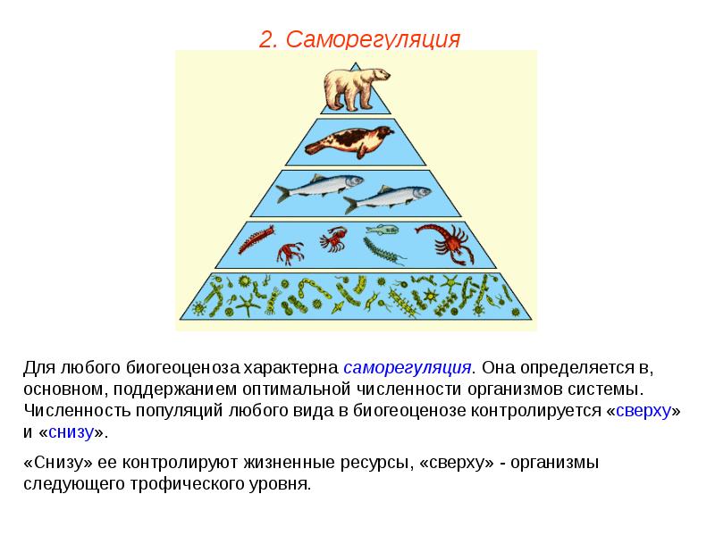 Саморегуляция и самосовершенствование организма презентация