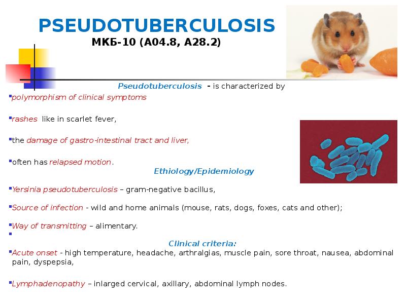 PSEUDOTUBERCULOSIS МКБ-10 (A04.8, A28.2)
Pseudotuberculosis - is characterized by
polymorphism PSEUDOTUBERCULOSIS МКБ-10 (A04.8, A28.2)
Pseudotuberculosis - is characterized by
polymorphism
