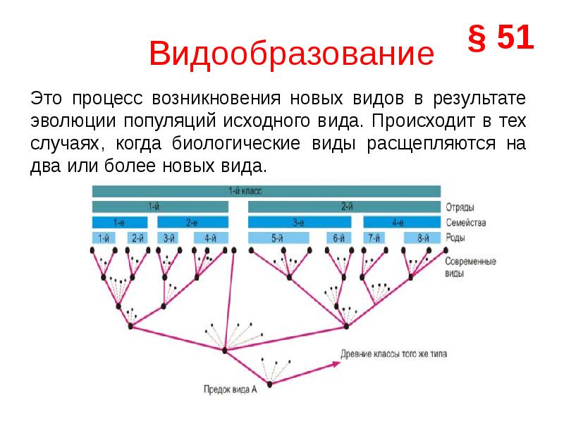 Видообразование как результат эволюции презентация 11 класс