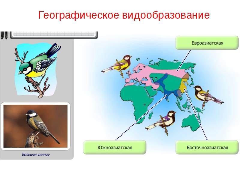 Географическое видообразование. Географическое в до образование. Географическое видо оброзование. Географичесвидообразование. Географическое видообра.