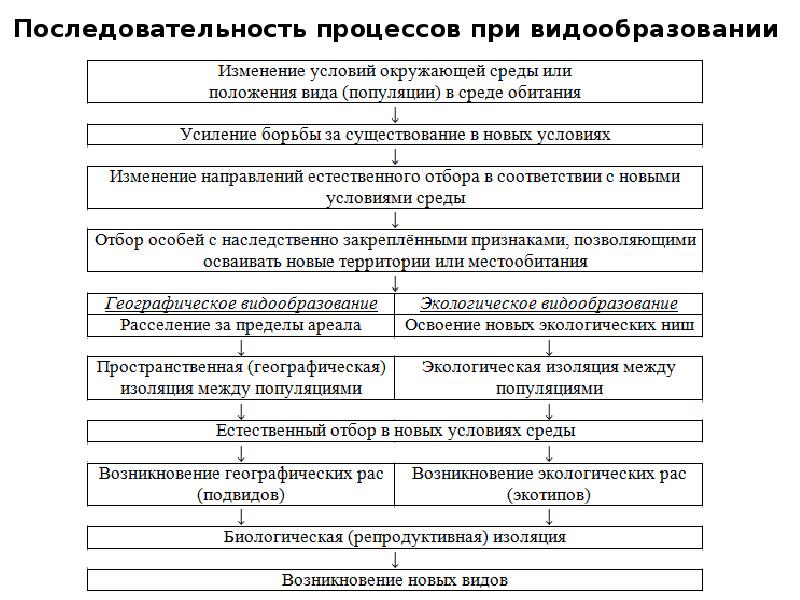 Географическое видообразование возникает в результате. Последовательность процессов при видообразовании. Последовательность эволюционных процессов. Последовательность видообразования. Последовательность этапов экологического видообразования.