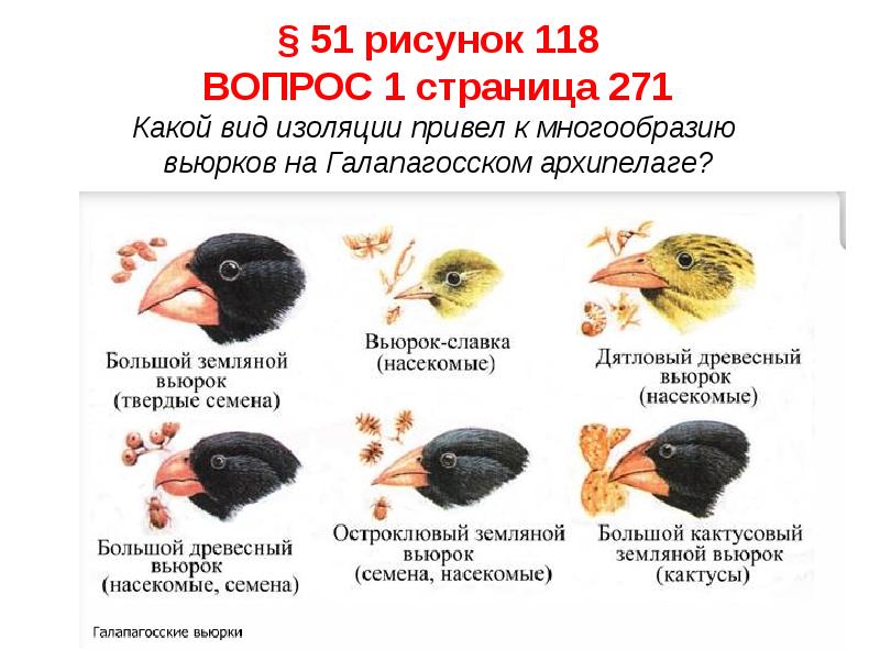 Какой эволюционный процесс и вид отбора обеспечили появление представленных на рисунке пород голубей