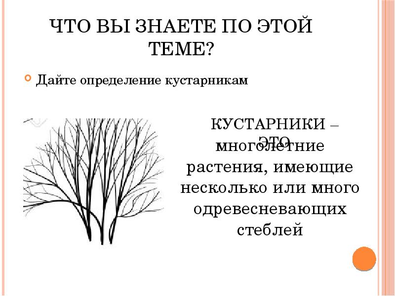 Характеристика кустарников. Кустарники названия. Кусты определение. Многолетние деревянистые растения. Кусты определение.