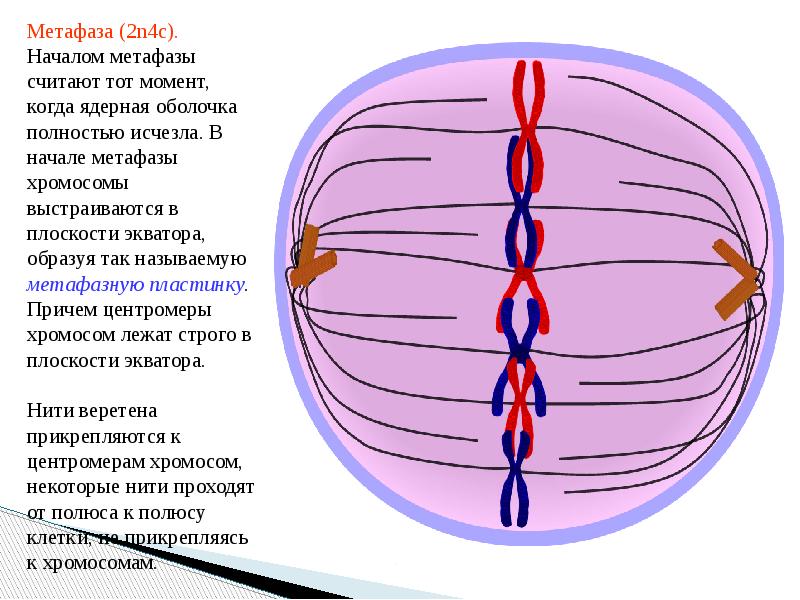 Хромосомы в экваториальной плоскости