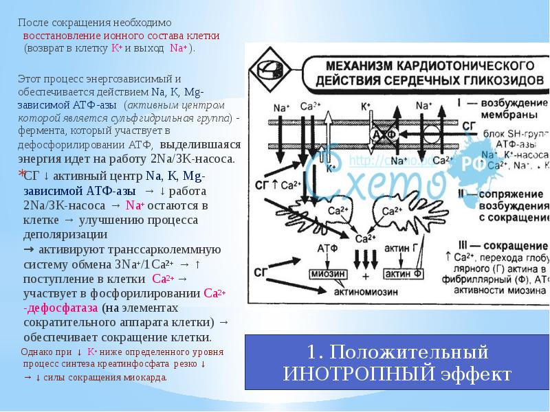 Кардиотонические средства презентация