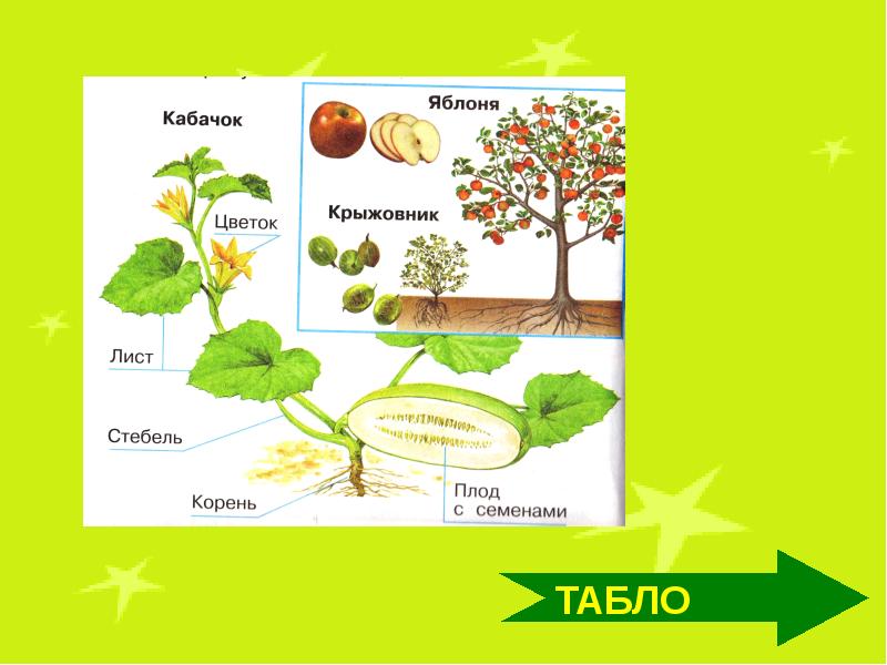 План урока по окружающему миру. Яблоня части растения. Кабачок части растения. Кабачок строение растения. Строение кабачка.