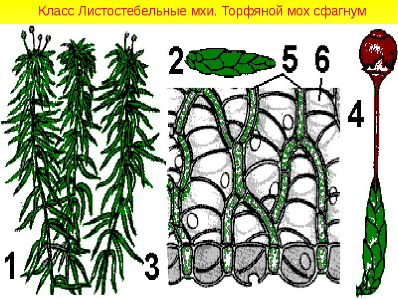 Подпишите что обозначено на рисунке цифрами мхи