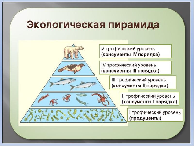 Презентация экологические пирамиды биология 11 класс