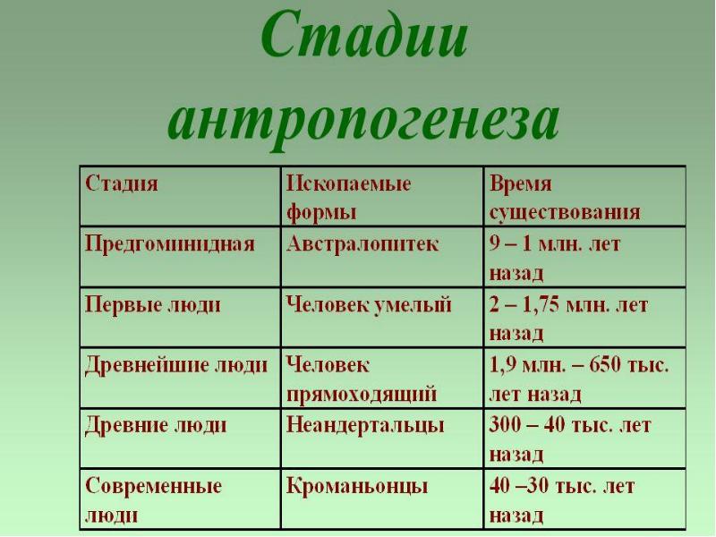 Как протекали процессы антропогенеза. Характеристика этапов антропогенеза таблица. Этапы антропогенеза. Основные этапы антропогенеза. Этапы антропогенеза таблица.