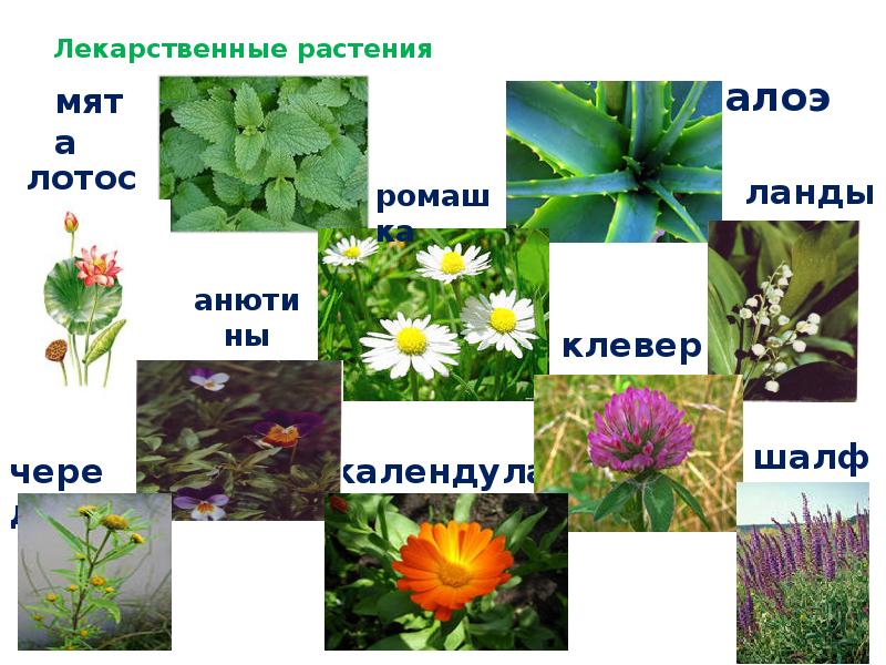 Презентация medicinal plants