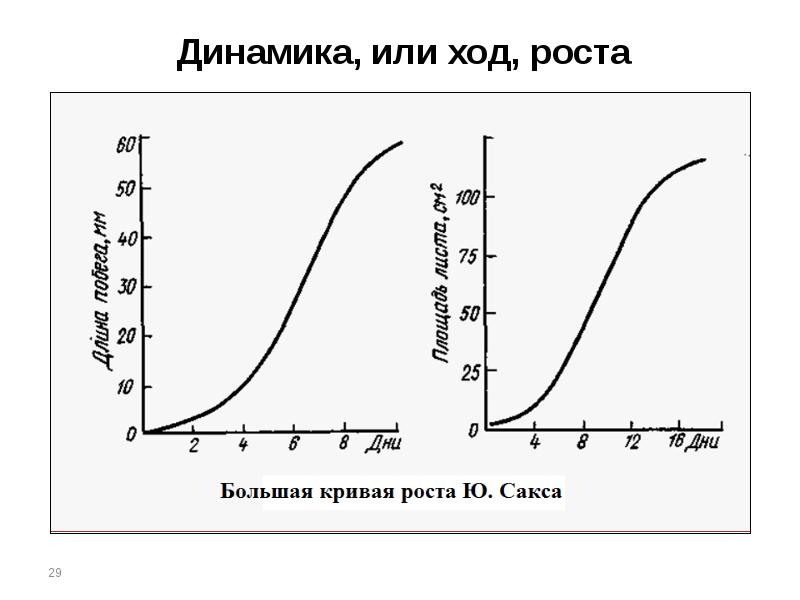 Ход роста