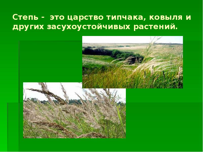 Это царство ковылей внешний облик растительности своеобразен