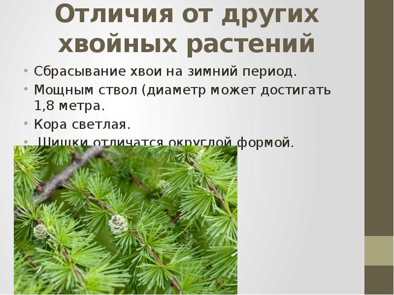 Почему хвоинки. Листья и хвоинки. Ель хвоинки. Лиственница сибирская без хвои. Почему хвоинки.