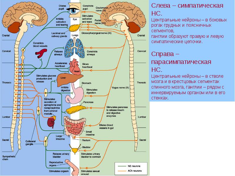 Автономная вегетативная нервная система. Центральные Нейроны в симпатической нервной системе. Симпатические ганглии образованы. Продукты полезные для вегетативной нервной системы. Чем образованы ганглии вегетативной нервной системы?.