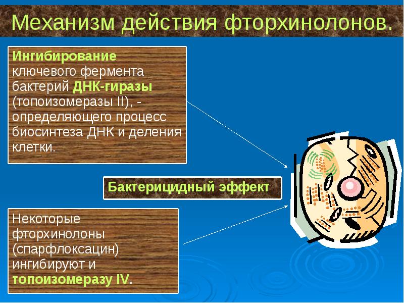 Механизмы воздействия. Механизм действия фторхинолонов. Механизм действия фторхинолоно. Фторхинолоны механизм действия. Механизм действия нитрохинолонов.