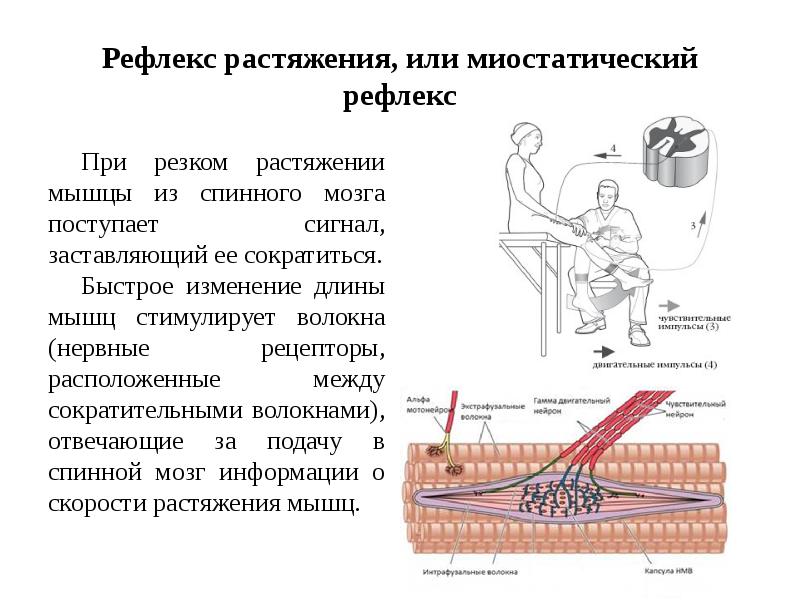 Схема рефлекса растяжения