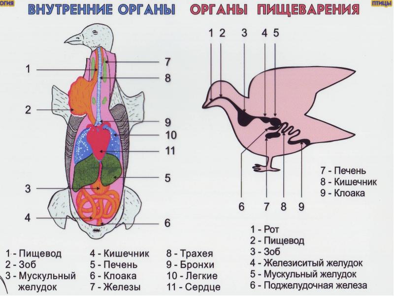 На схеме пищеварительной системы голубя мускульный желудок обозначен цифрой ответ на тест