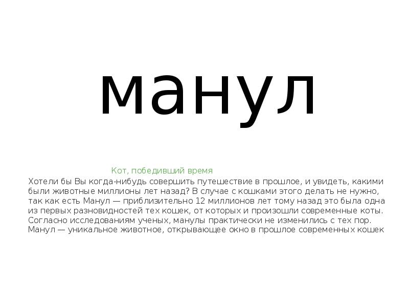 манул
манул