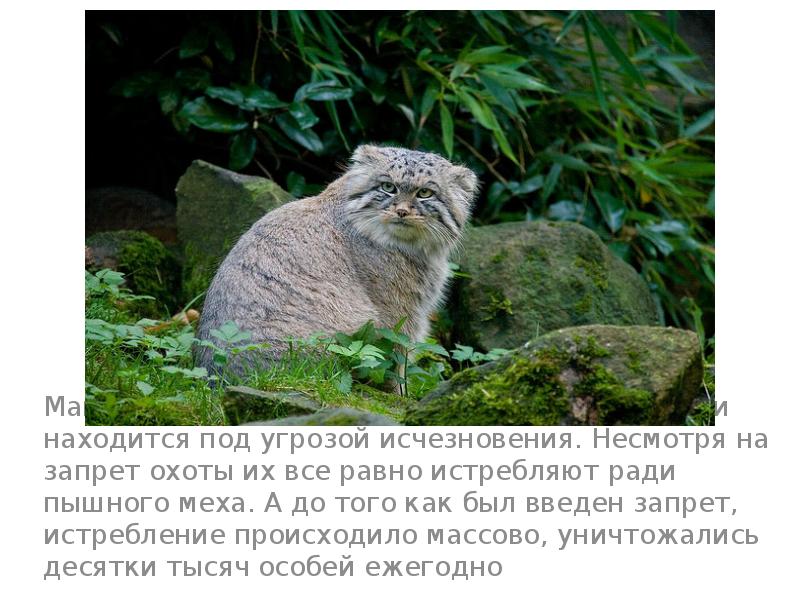 Манул в дикой природе довольно малоизучен, и находится под угрозой исчезновения. Манул в дикой природе довольно малоизучен, и находится под угрозой исчезновения.