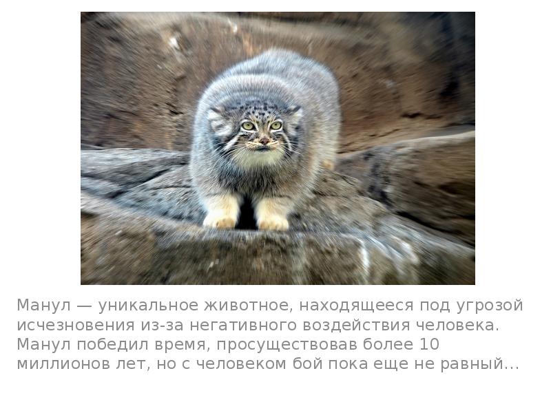 Манул — уникальное животное, находящееся под угрозой исчезновения из-за негативного воздействия Манул — уникальное животное, находящееся под угрозой исчезновения из-за негативного воздействия