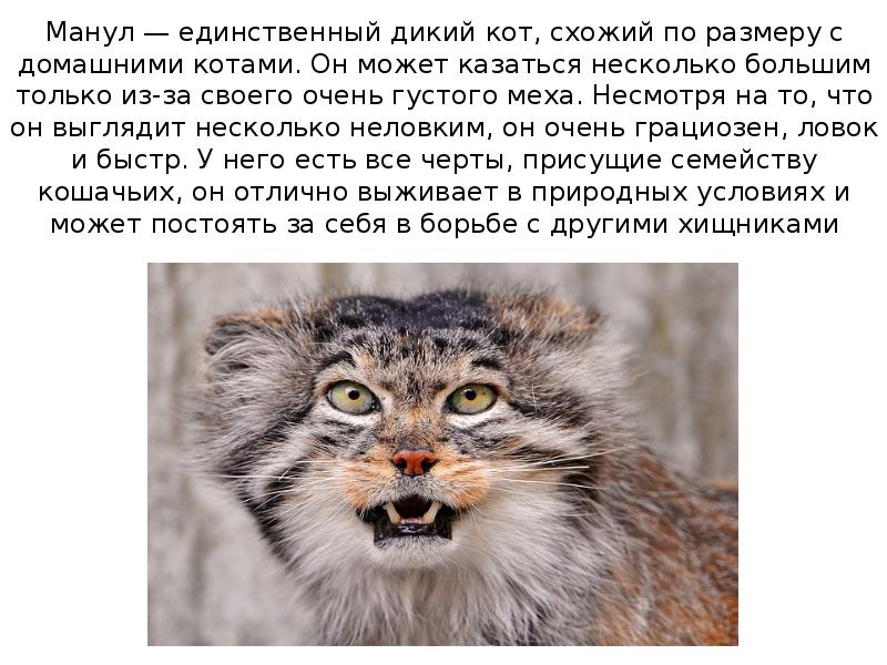 Манул — единственный дикий кот, схожий по размеру с домашними котами. Манул — единственный дикий кот, схожий по размеру с домашними котами.