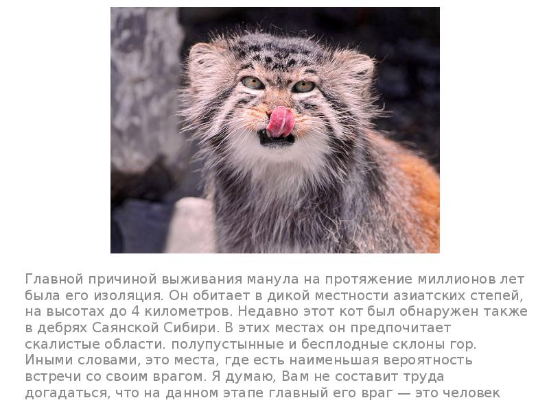 Главной причиной выживания манула на протяжение миллионов лет была его изоляция. Главной причиной выживания манула на протяжение миллионов лет была его изоляция.