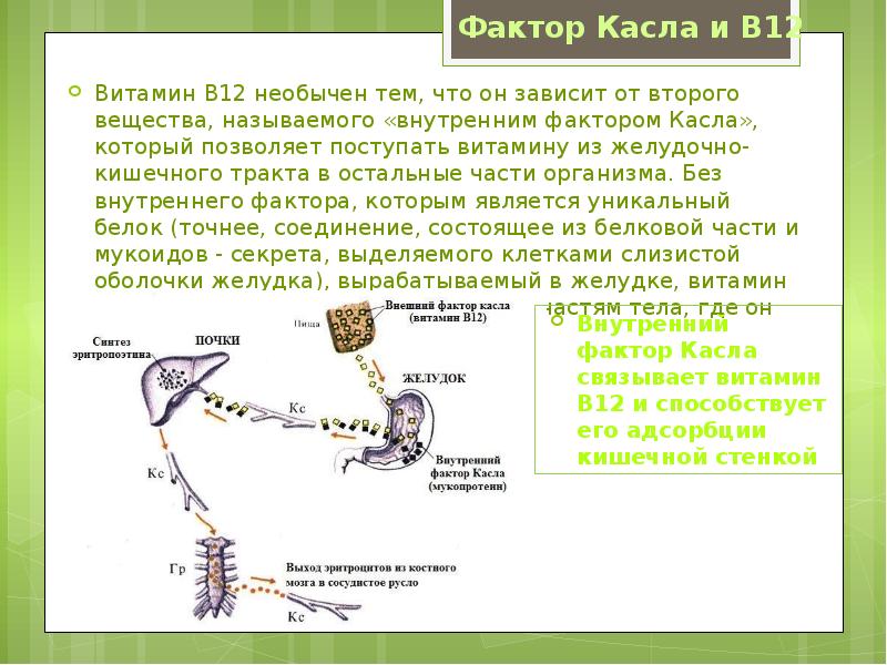 Внутренний синтез. Фактор Касла и витамин в12. Внешний и внутренний фактор Касла. Фактор Касла это физиология. Внутренний фактор Кастла.