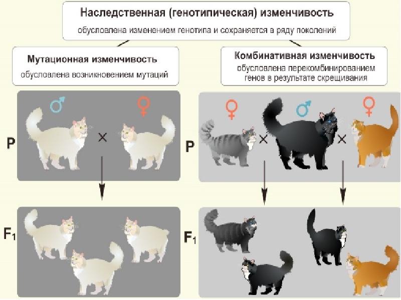 Изменчивость биология картинки