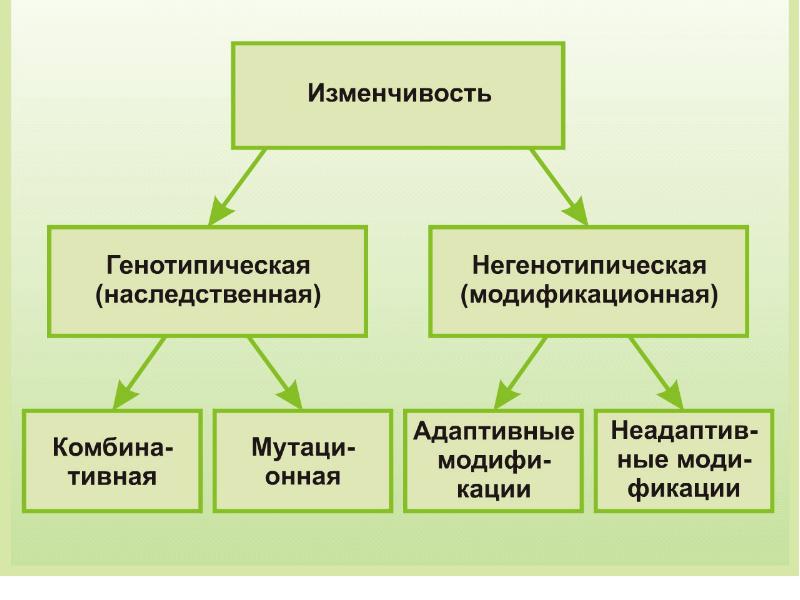 Наследственность является определяющим фактором конституции по схеме