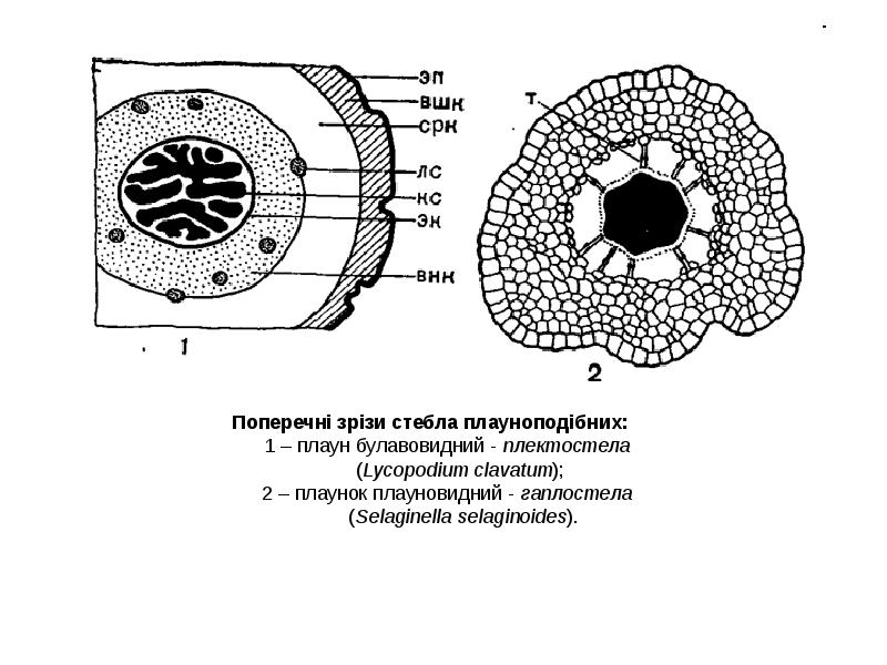 Типы стеллы. Поперечный срез стебля плауна булавовидного. Поперечный срез стебля плауна. Поперечный срез стебля селагинеллы. Поперечный срез стебля селягинеллы.