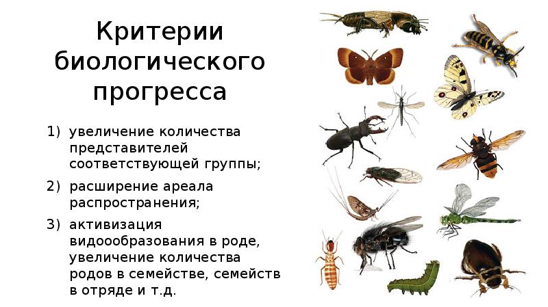 Критерии биологического прогресса. Биологический Прогресс насекомых. Биологический Прогресс тараканы.