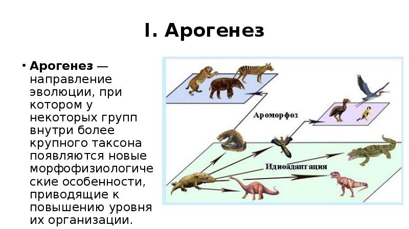 Прогрессивной чертой эволюции является