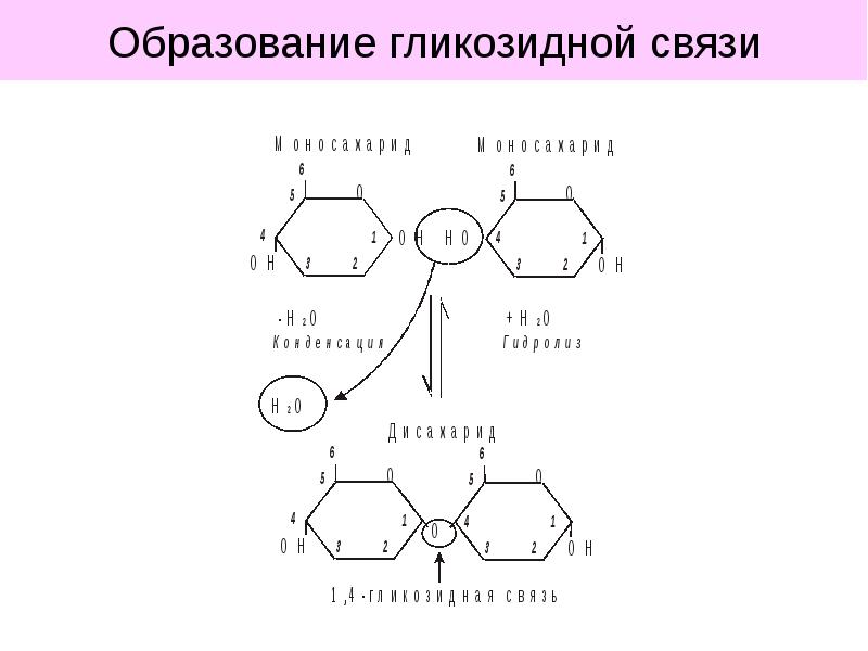 1 1 гликозидной связью. Бета 1 3 гликозидная связь. Углевод 1 4 гликозидные связи. Α-1,4-гликозидные связи. Бета 1 4 гликозидная связь.